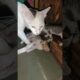 ❤️ kittens are playing || SM animals lover❤️#cat#cats#shorts#kitten