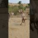 lamba donkey | #animals #youtubeshorts #shortsviral #pets