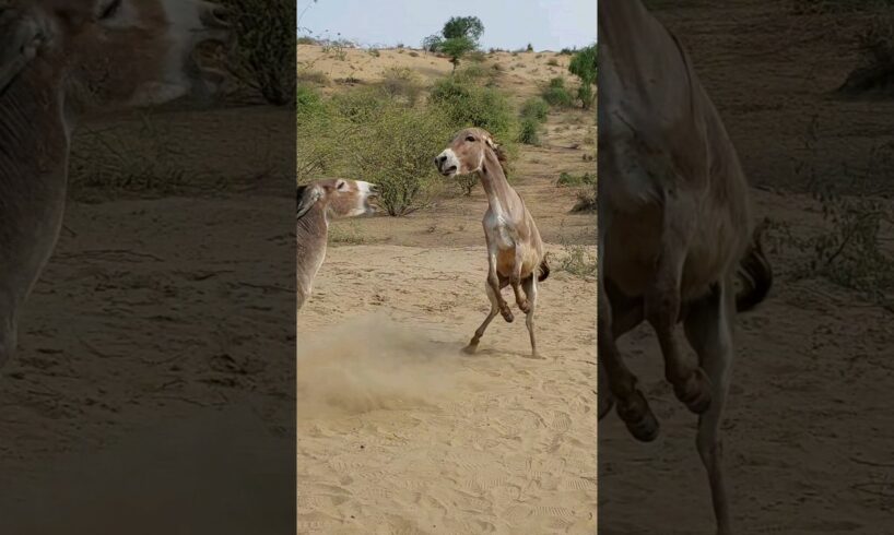 lamba donkey | #animals #youtubeshorts #shortsviral #pets