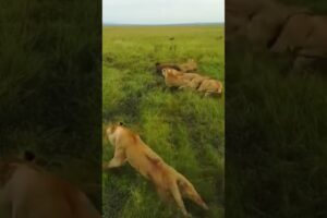 lion fight |lion attack |#lion |#lions | akilesh tv