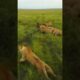 lion fight |lion attack |#lion |#lions | akilesh tv