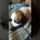 masti karta cute puppies #cute #puppy #labrador and Shih Tzu #dog lover # short # video