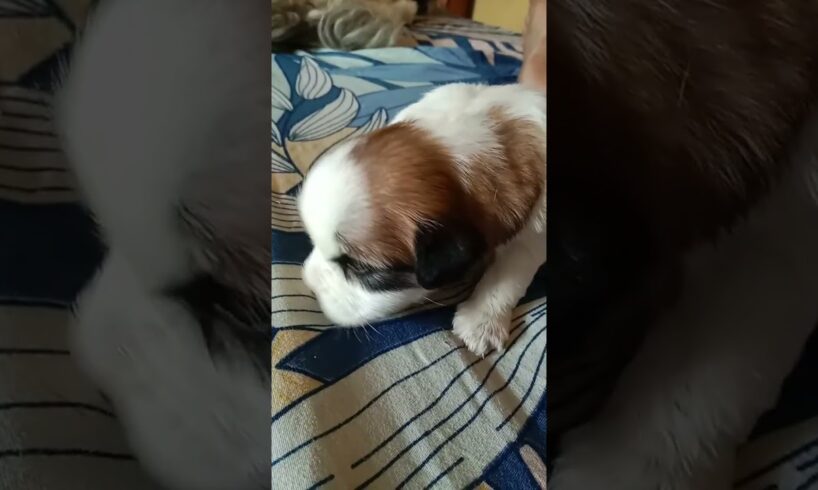 masti karta cute puppies #cute #puppy #labrador and Shih Tzu #dog lover # short # video