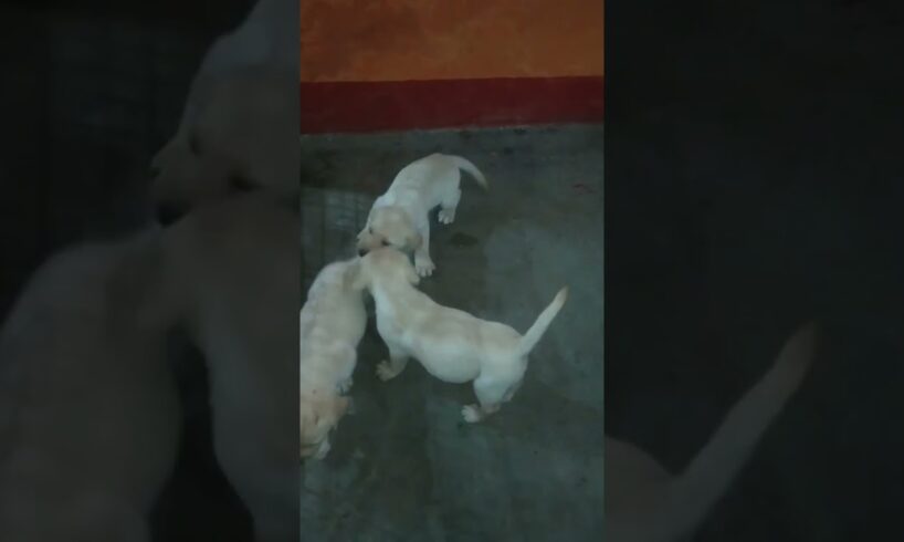 masti time 🥰🥰😍😍  # cute puppies #labrador