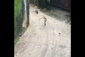 mongoose vs Big snake fight