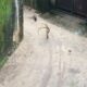 mongoose vs Big snake fight