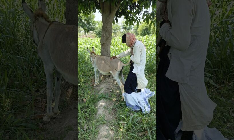 oh no this Donkey are playing with the boy and each other #shorts #viral