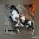 #puppies growing up //# desi dog //#pariah dog //  please like and subscribe //