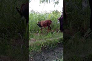 record video in camera boy play with donkey #short #viral #shot