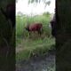 record video in camera boy play with donkey #short #viral #shot