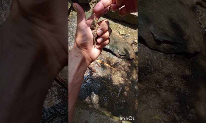 #rescue #rescued sparrow chicks #thirsty sparrow in hot Summer🌞🏖️