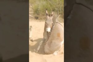 setup fights donkeys #yoitubeshorts #viralvideos