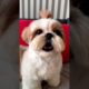 shihtzu Dog Barking| ShihTzu barking #dogs #shihtzupuppies