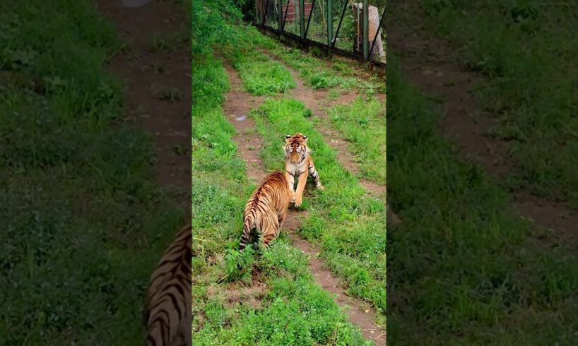 tiger are fighting each other #music #military #rap #tigercat #artmusic #animals #tigercats