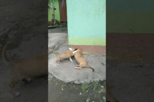 two puppies play fighting. two cute puppies #shorts #funny #cute #trending #viral #shortvideo