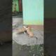 two puppies play fighting. two cute puppies #shorts #funny #cute #trending #viral #shortvideo