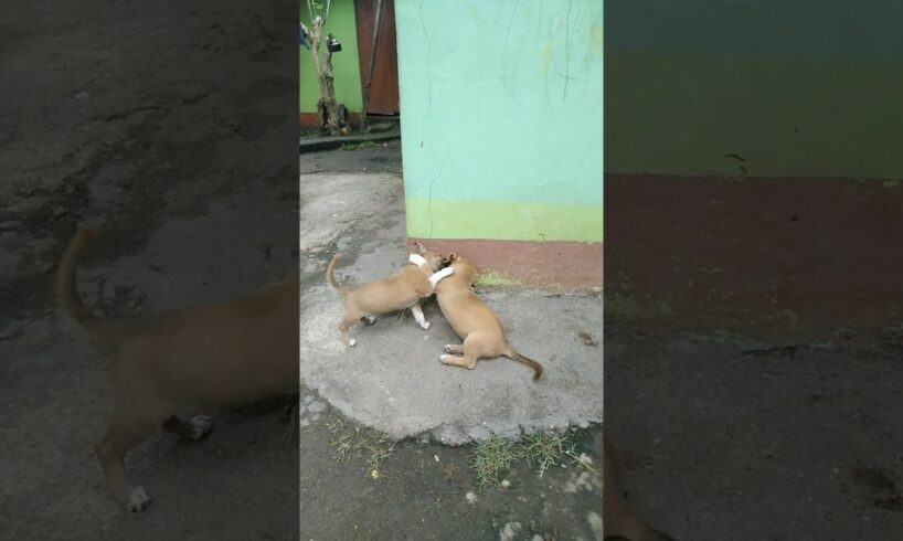 two puppies play fighting. two cute puppies #shorts #funny #cute #trending #viral #shortvideo