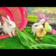 world Colorful Chicken, Cute Ducklings And Rabbite playing Together | FUNNY Animals |