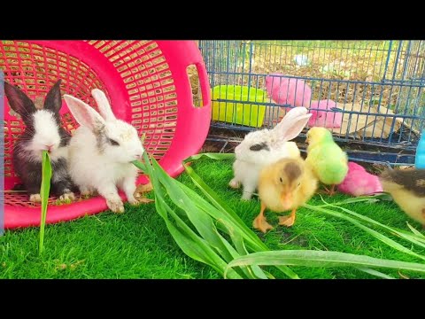 world Colorful Chicken, Cute Ducklings And Rabbite playing Together | FUNNY Animals |