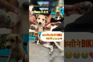 आज फिर किसी ने bike चढ़ा दी 😢😢😭💔|बहुत रोया बच्चा 😢😢😭😭| #rescue #dogrescue #dogshorts