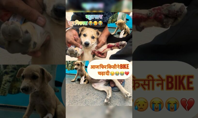 आज फिर किसी ने bike चढ़ा दी 😢😢😭💔|बहुत रोया बच्चा 😢😢😭😭| #rescue #dogrescue #dogshorts