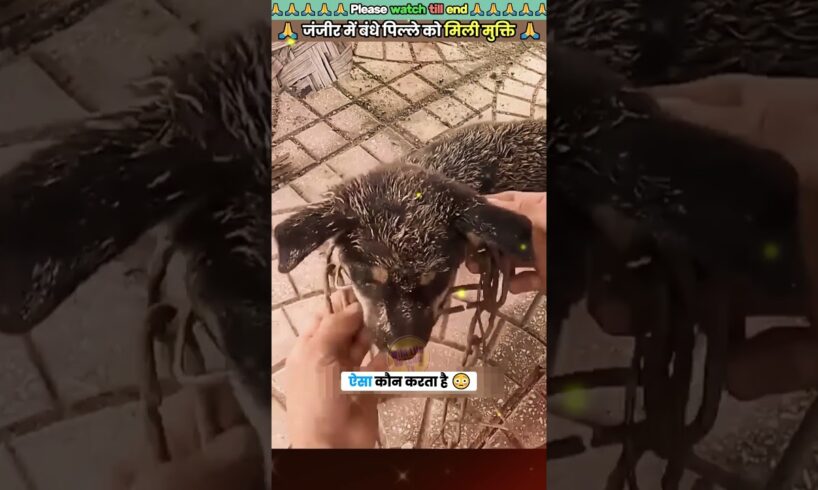 जंजीर में बंधे पिल्ले को मिली मुक्ति 🙏 #animal #animals #animallover #animalrescue #dog