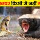 दुनिया का सबसे बेखौफ जानवर | Honey Badger Attacking Wild Animals