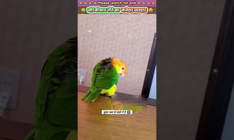 नौटंकीबाज तोते का मजेदार व्यवहार 😂 #animal #animals #animallover #animalrescue #parrot