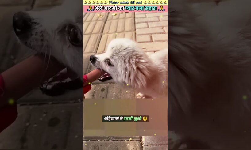 भले आदमी का प्यार बना सहारा 🙏 #animal #animals #animallover #animalrescue #dog