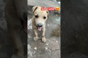 मुझे तो dogs पसंद है || so cute 😍|| cutest puppy ❤️|| #shorts #puppies #cutepuppy