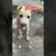 मुझे तो dogs पसंद है || so cute 😍|| cutest puppy ❤️|| #shorts #puppies #cutepuppy