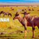 सवाना जंगल, Africa - हिन्दी डॉक्यूमेंट्री | Wildlife documentary in Hindi