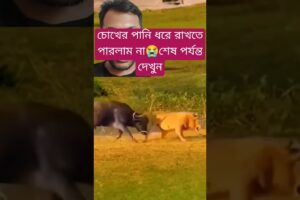 চোখের পানি ধরে রাখতে পারলাম না #animals #lions #shorts