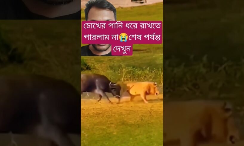 চোখের পানি ধরে রাখতে পারলাম না #animals #lions #shorts