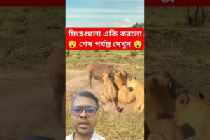 সিংহগুলো একি করলো | শেষ পর্যন্ত দেখুন #ytshorts #animals