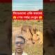 সিংহগুলো একি করলো | শেষ পর্যন্ত দেখুন #ytshorts #animals