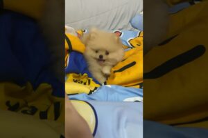 หมาพูดได้ แม่ครับ!! #puppy #pom #pomeranian #pompom #cute #puppies #fun #socute #pet #funny