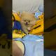 หมาพูดได้ แม่ครับ!! #puppy #pom #pomeranian #pompom #cute #puppies #fun #socute #pet #funny