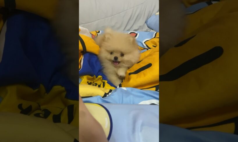 หมาพูดได้ แม่ครับ!! #puppy #pom #pomeranian #pompom #cute #puppies #fun #socute #pet #funny