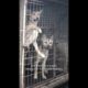 12 Dogs Rescued From Dog Meat Trade 💔 | Bondi Vet #shorts