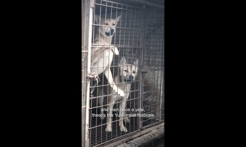 12 Dogs Rescued From Dog Meat Trade 💔 | Bondi Vet #shorts