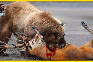 12 HORRIFYING Times When Bears Go HUNTING | Animal Fights