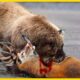 12 HORRIFYING Times When Bears Go HUNTING | Animal Fights