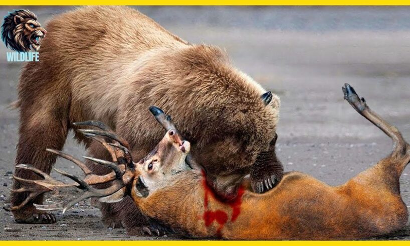 12 HORRIFYING Times When Bears Go HUNTING | Animal Fights