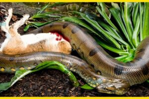 12 SHOCKING Moments When Toxic Snakes Paralyze Other Animals | Animal Fights