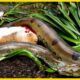 12 SHOCKING Moments When Toxic Snakes Paralyze Other Animals | Animal Fights