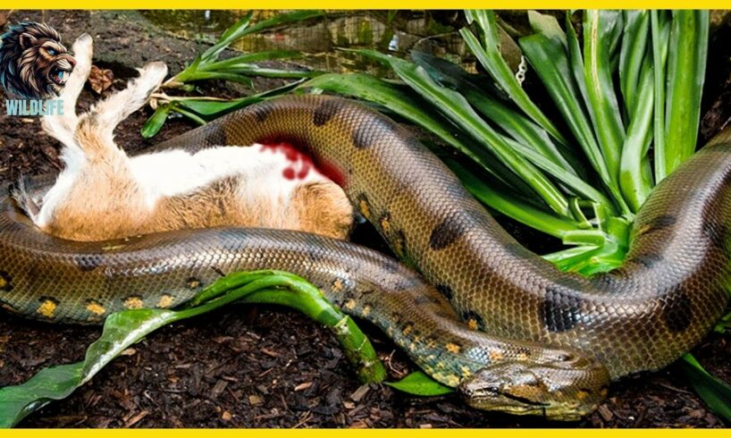 12 SHOCKING Moments When Toxic Snakes Paralyze Other Animals | Animal Fights