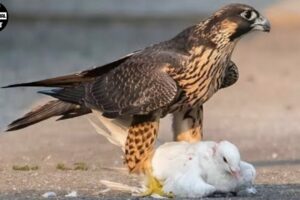 15 Brutal Moments Of Birds Battling Against Their Prey | Animals Fight