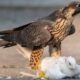 15 Brutal Moments Of Birds Battling Against Their Prey | Animals Fight