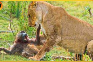 15 Crazy Moments! Lion Family's Big Mistake in Baboon Territory | Animal Fight